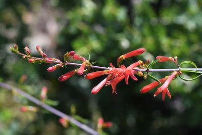 Keckiella ternata, photographed by Trevor Van Loon
