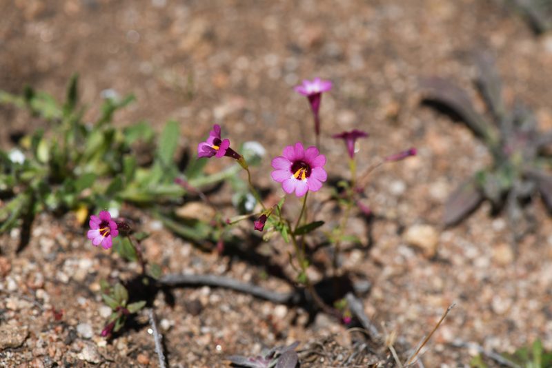 Erythranthe diffusa, photographed by Trevor Van Loon