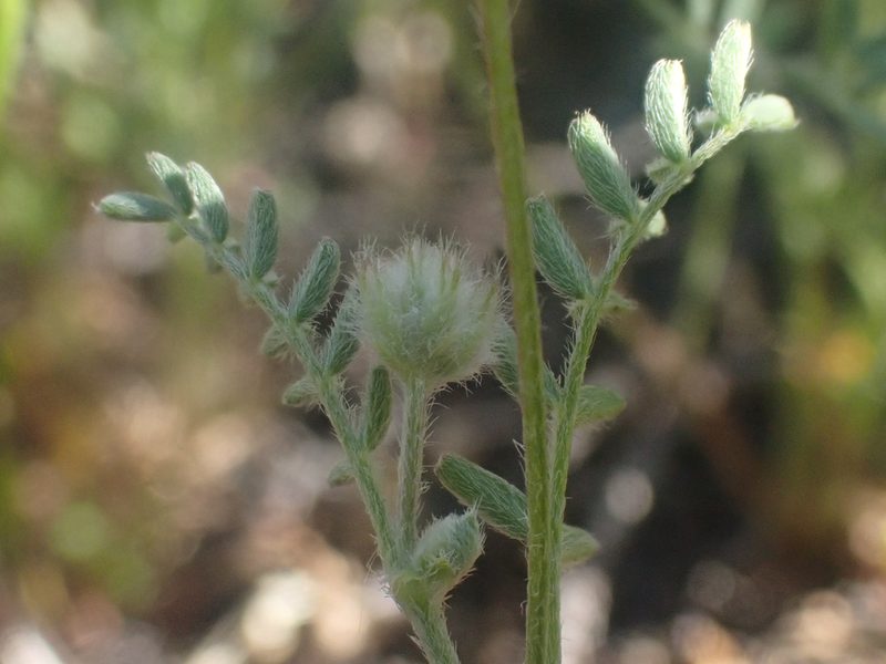 Astragalus didymocarpus, photographed by Trevor Van Loon