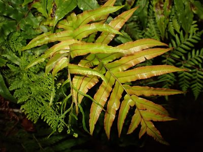 Parablechnum novae-zelandiae, photographed by Saryu Mae 前 朝琉