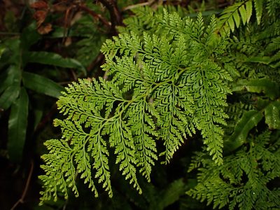 Paesia scaberula, photographed by Saryu Mae 前 朝琉