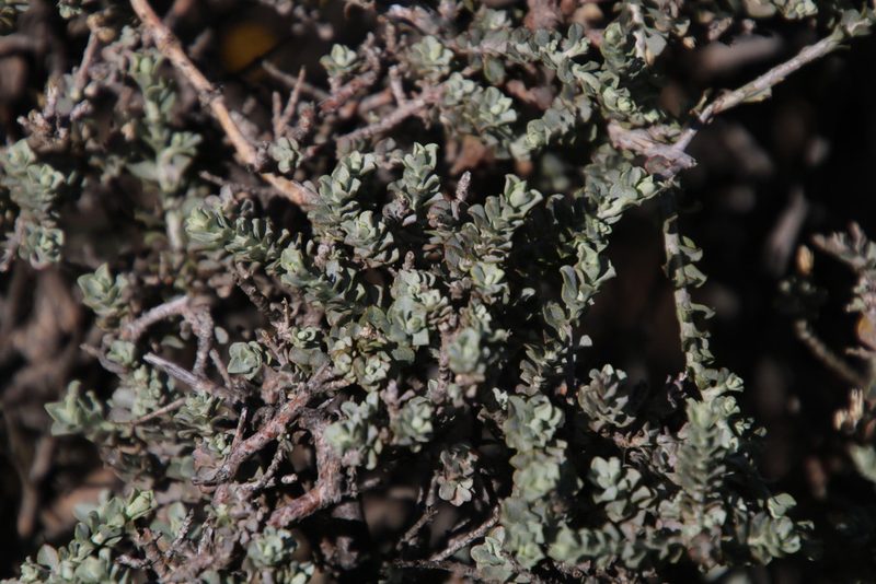 Helichrysum pentzioides, photographed by Tony Rebelo