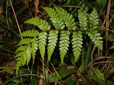 Dicksonia squarrosa, photographed by Saryu Mae 前 朝琉