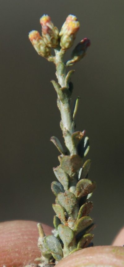 Helichrysum pentzioides, photographed by Tony Rebelo