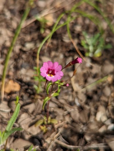 Erythranthe diffusa, photographed by Trevor Van Loon