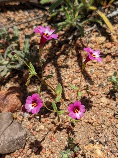 Erythranthe diffusa, photographed by Trevor Van Loon