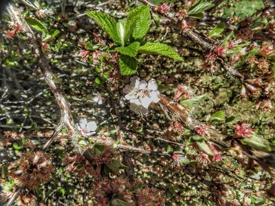 Prunus tomentosa, photographed by Patty Mitchum
