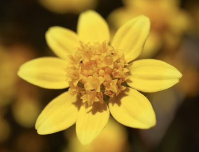 Lasthenia californica, photographed by Cricket Raspet
