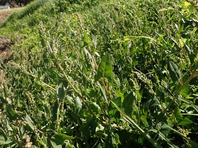 Atriplex prostrata, photographed by Saryu Mae 前 朝琉