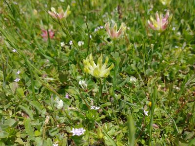 Trifolium fucatum, photographed by Drew Meyer