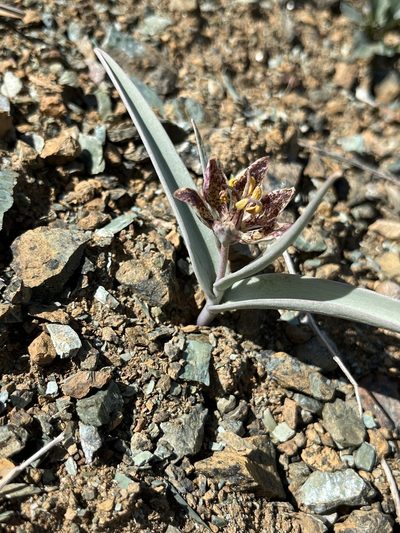 Fritillaria falcata, photographed by Kristen Nelson