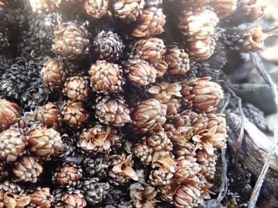 Androsace constancei