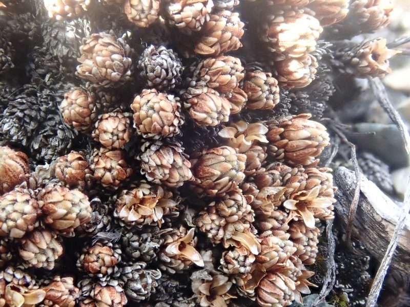 Androsace constancei, photographed by F Quiec