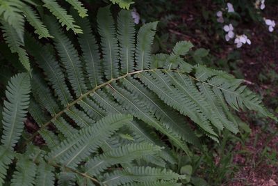 Pentarhizidium orientale, photographed by harum.koh