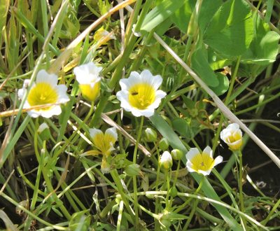 Limnanthes douglasii, photographed by Alex