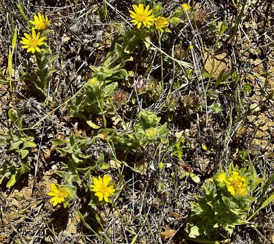Heterotheca sessiliflora