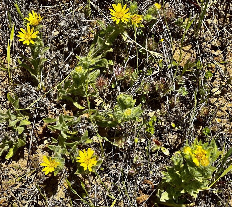 Heterotheca sessiliflora, photographed by Chuck Wilson