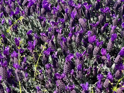 Lavandula stoechas, photographed by Chuck Wilson