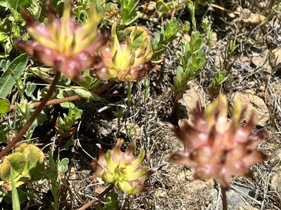 Trifolium fucatum, photographed by Chuck Wilson