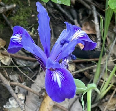 Iris douglasiana, photographed by Chuck Wilson