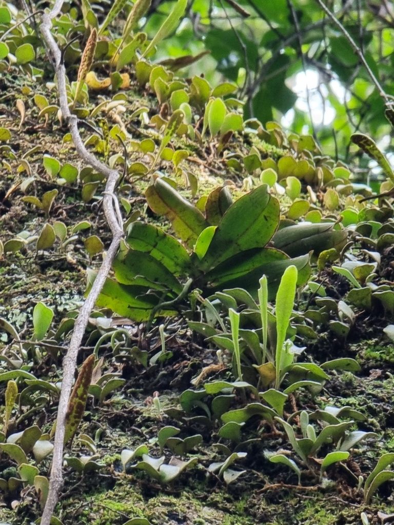 Sarcochilus parviflorus, photographed by Richard Dimon