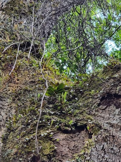 Sarcochilus parviflorus, photographed by Richard Dimon