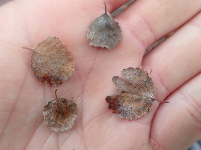 Betula glandulosa, photographed by F Quiec
