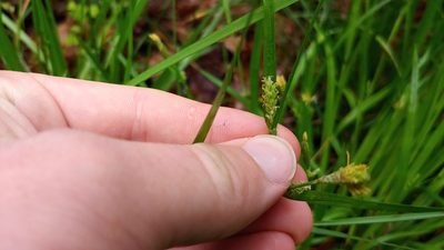 Carex blanda, photographed by Ryan Sorrells