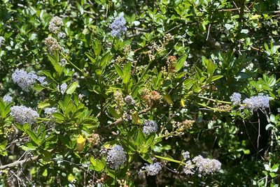 Ceanothus thyrsiflorus, photographed by Chuck Wilson
