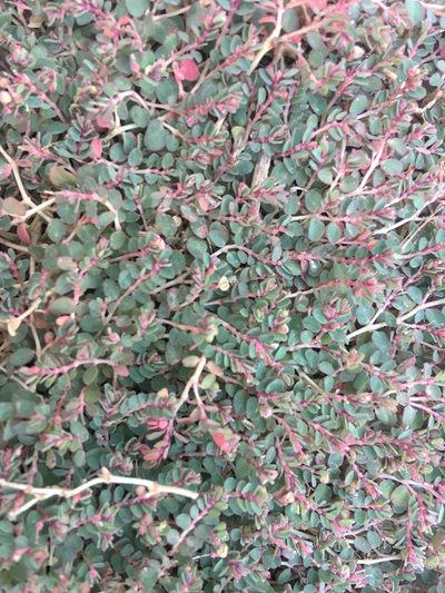 Euphorbia makinoi, photographed by Yj