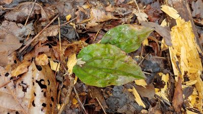 Tipularia discolor, photographed by Ryan Sorrells