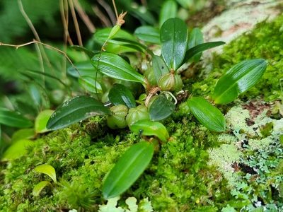 Bulbophyllum exiguum, photographed by Richard Dimon