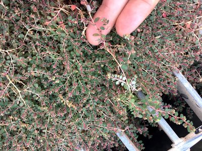 Euphorbia makinoi, photographed by Yj