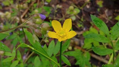 Ranunculus carolinianus, photographed by Ryan Sorrells