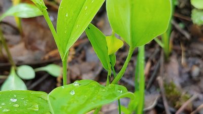 Uvularia floridana, photographed by Ryan Sorrells