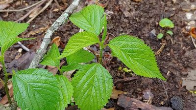 Laportea canadensis, photographed by Ryan Sorrells