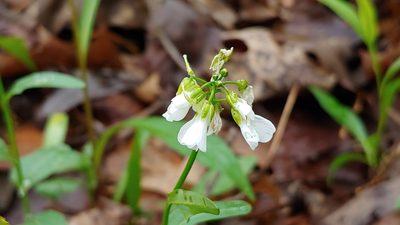 Cardamine bulbosa, photographed by Ryan Sorrells