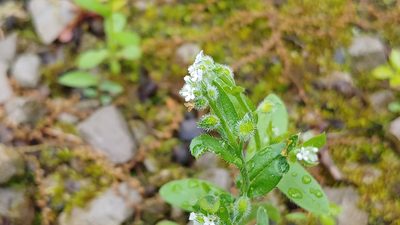 Myosotis macrosperma, photographed by Ryan Sorrells
