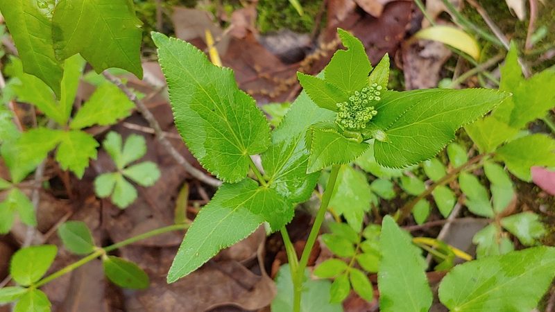 Thaspium trifoliatum, photographed by Ryan Sorrells