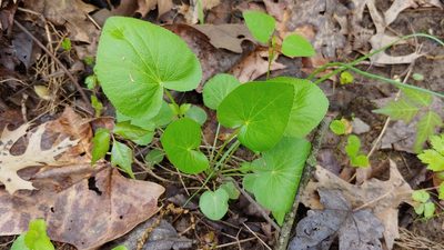 Thaspium trifoliatum, photographed by Ryan Sorrells