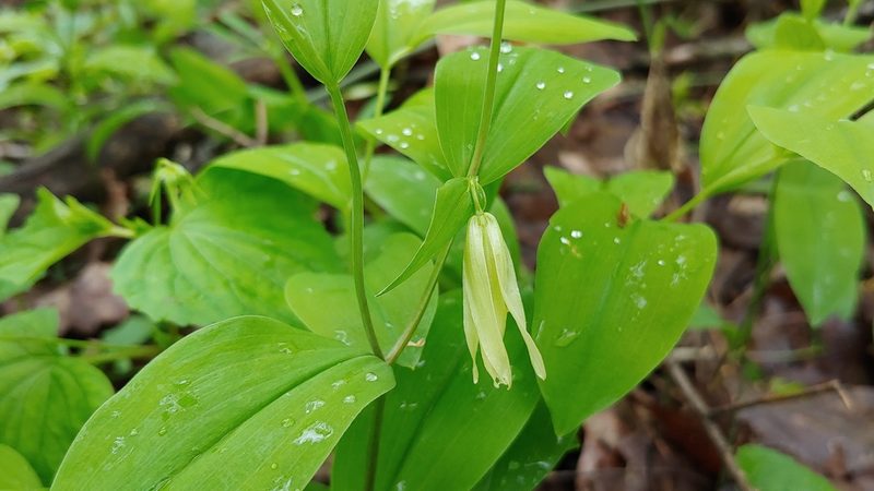 Uvularia floridana, photographed by Ryan Sorrells