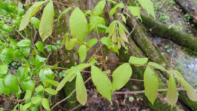 Carya cordiformis, photographed by Ryan Sorrells