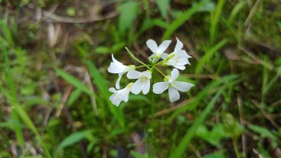 Cardamine bulbosa, photographed by Ryan Sorrells