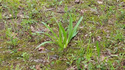 Hymenocallis occidentalis, photographed by Ryan Sorrells