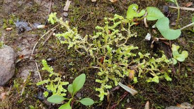Selaginella apoda, photographed by Ryan Sorrells