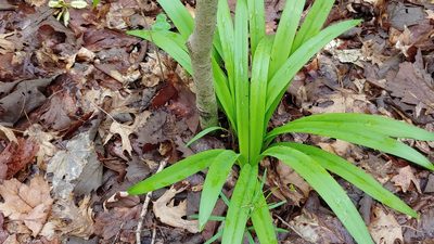 Hymenocallis occidentalis, photographed by Ryan Sorrells