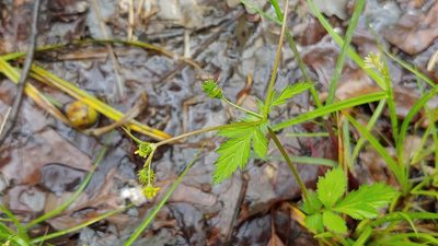 Geum vernum, photographed by Ryan Sorrells