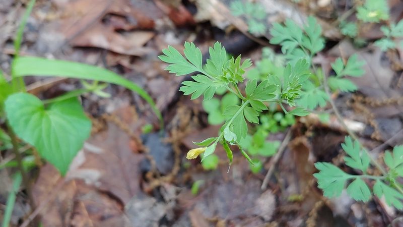 Corydalis flavula, photographed by Ryan Sorrells
