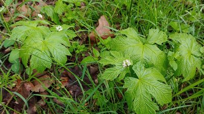 Hydrastis canadensis, photographed by Ryan Sorrells