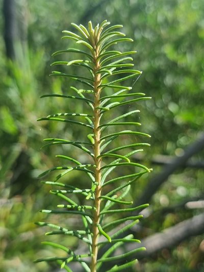 Astrotricha linearis, photographed by Richard Dimon